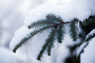 Wall Mural - spruce in the snow in winter