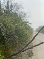 spider web with dew drops