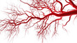 © Edgar Martirosyan - 3D rendering of red veins on a transparent background,  medical concept
