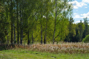 Wall Mural - autumn landscape with a rural road and yellow trees, cloudy day