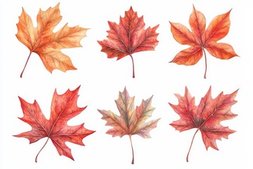 Poster - Transparent background with autumn leaves collection