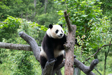 Wall Mural - male panda returned from usa, xiao qi ji, wolong panda base, china