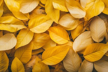 Poster - The yellow foliage in autumn is pictured in the background of a close-up of fallen leaves.