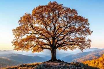 Poster - An autumn mountain valley with a majestic beech tree and bright beams of sunlight. Dramatic colors in the evening light. Carpathian mountains, Ukraine. Landscape photography.