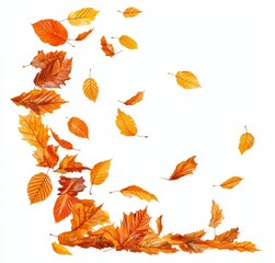 Poster - Autumn colored leaves isolated on white background. A bunch of different maple leaves in fall colors.