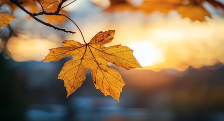 Poster - Beautiful autumn day with orange fall foliage in the park. Dry fallen leaves covering the grass and lit by bright sunlight. Autumn landscape with maple trees and the sun.