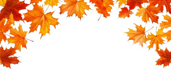 Poster - In autumn, maple tree leaves turn golden orange brown. The winter canopy foliage of the tree is isolated on a flat background.