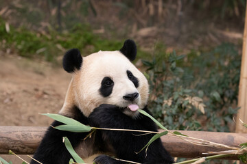 Wall Mural - happy female panda, fu bao, south korea