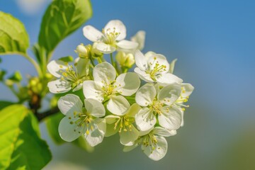 Close-up shot of a white flower growing on a tree branch