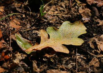 Wall Mural - autumn leaf of an oak tree in morning dew