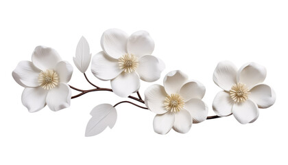 Wall Mural - white flowers branch stalk isolated on transparent background cutout
