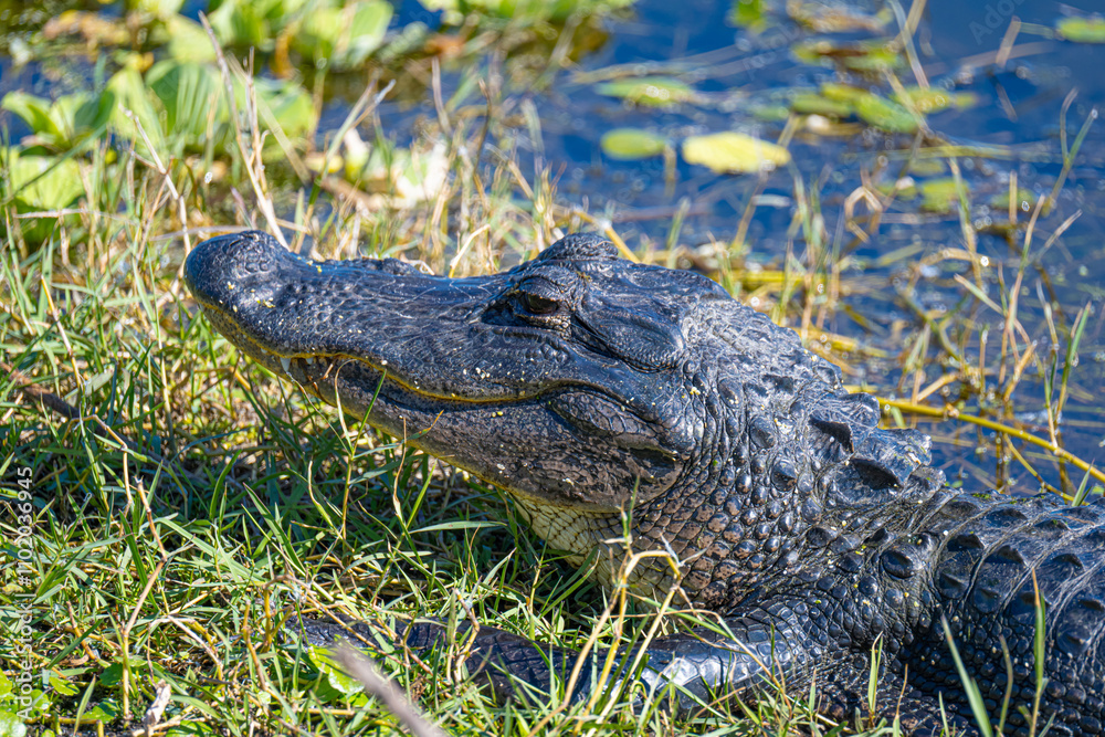 alligator in the swamp
