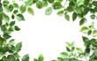 © Adi - frame of green leaves isolated on white background