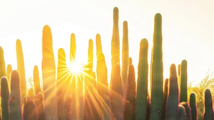 Canvas Print - Majestic Sunburst Through Desert Cactus Scene at Sunset