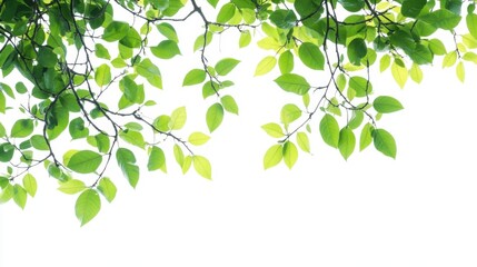 Wall Mural - Green tree leaves and branches isolated on white background