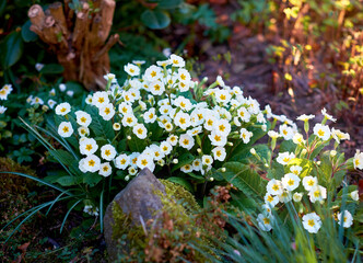 Flowers, primrose and plants in garden for nature, biodiversity and wildlife sustainability with petal. Floral, environment and habitat with leaf, natural and growth for blossom, spring and ecosystem