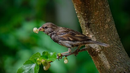 sparrow on a branch