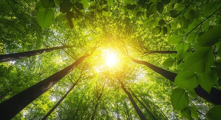 Poster - Captivating Forest View with Vibrant Sunlight and Leafy Green Treetops : Generative AI