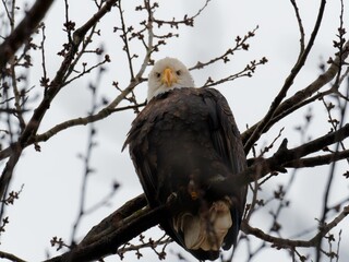 eagle on tree branch