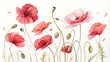 © Spot Decor - Watercolor Painting of Delicate Poppy Flowers, Floral Art, Botanical Illustration, Poppy , Watercolor