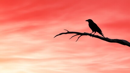 Poster -  a black crow perched atop a tree branch against a backdrop of a beautiful sunset sky