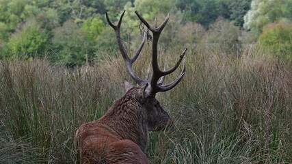 Wall Mural - Red deer (Cervus elaphus) stag with big antlers resting in tall grass of grassland at edge of forest during the rut in autumn