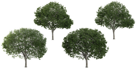 3d rendering of celtis trees on transparent background