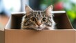 © AlfaSmart - A Curious Cat Peeking from a Cardboard Box