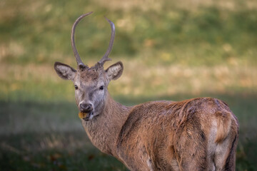 Poster - a close up of a young red deer stag. He has turned to face the camera and has some food in his mouth.