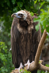 close-up view portrait of aegypius monachus (cinereous vulture or eurasian black vulture) bird with 