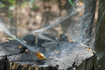 Wall Mural - Spider set a trap from web on old stump. Details complex interweaving cobweb arachnid on tree trunk. Spider's web habitat in forest. Intricacy net insect covering in wildlife. Artistic nature image.