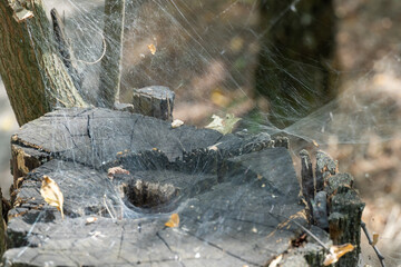 spider set a trap from web on old stump. details complex interweaving cobweb arachnid on tree trunk.