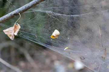 Wall Mural - Spider set a trap from web on old stump. Details complex interweaving cobweb arachnid on tree trunk. Spider's web habitat in forest. Intricacy net insect covering in wildlife. Artistic nature image.