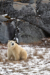 Wall Mural - Polar bear sitting on snow covered ground