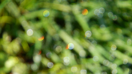 Poster - Abstract green blurred background of grass with oval sparkling dots of water drops. Topics: abstraction, wallpaper, pattern, effect, flora, natural environment, ecology