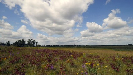Wall Mural - Prairie Winds blow across prairie grass as the sun shows through breaks in the billowy clouds under a blue sky