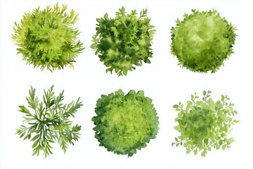 green grass isolated on white background, set of watercolor tree top view for landscape plan and arc