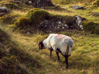 Wall Mural - Clean wool sheep on a hills of Errisbeg mountain in Connemara, county Galway, Ireland. Stunning Irish nature scene with green fields, mountains and blue cloudy sky. Popular travel and tourist area.