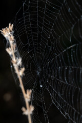 Spider web on dark background close up
