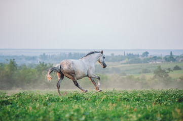 Wall Mural - white horse running in the field in the summer morning 