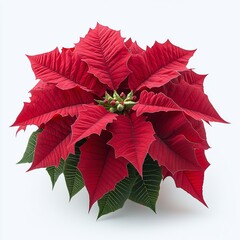 ruby poinsettia on white background: bright red holiday plant