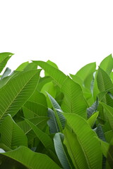 Wall Mural - beautiful green leaf texture in springtime, water drop on frangipani leaves