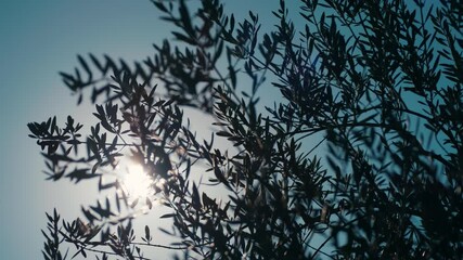 Wall Mural - olive leaves swaying in wind, shodoshima island in kagawa prefecture in japan, nobody, food industry