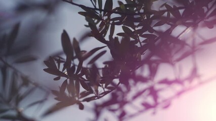 Wall Mural - olive leaves swaying in wind, shodoshima island in kagawa prefecture in japan, nobody, food industry