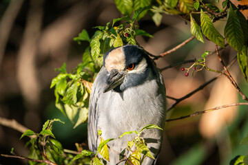 Wall Mural - Yellow crowned night heron bird sunbathing on a branch. Taken on a sunny day in Tampa Bay, Florida.