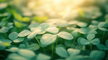 Wall Mural - Morning light gently bathes a clover patch, highlighting the vibrant green leaves and creating a tranquil atmosphere in the garden