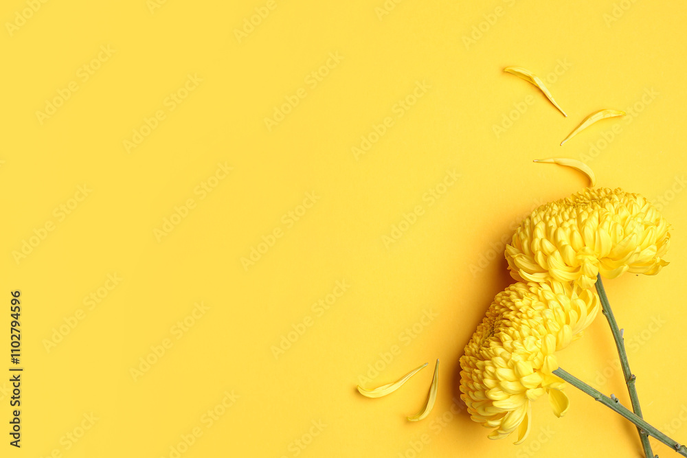 Beautiful chrysanthemum flowers and petals on yellow background
