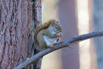 Wall Mural - the american red squirrel (tamiasciurus hudsonicus) in the park. a squirrel in winter fur eats tree 