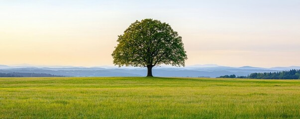 Poster - Lone tree on a green field under a serene sky at dusk.