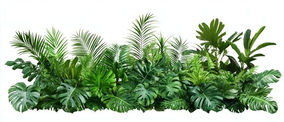 Wall Mural - Green leaves of tropical plants bush (Monstera, palm, fern, rubber plant, pine, birds nest fern) floral arrangement indoors garden nature backdrop isolated on white background